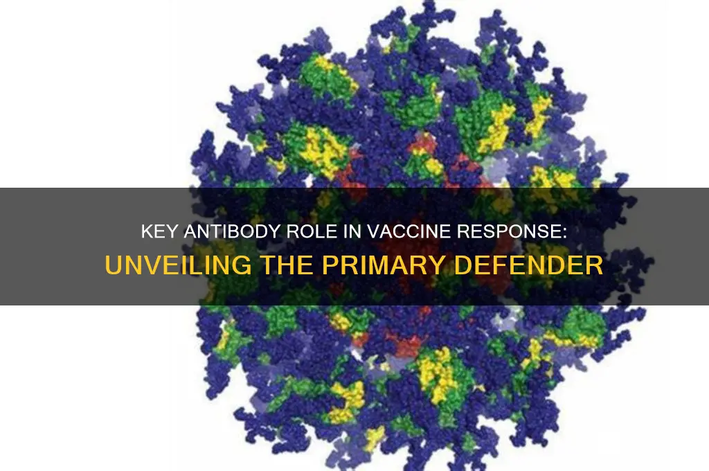 which antibody is primarily involved in this response to vaccine
