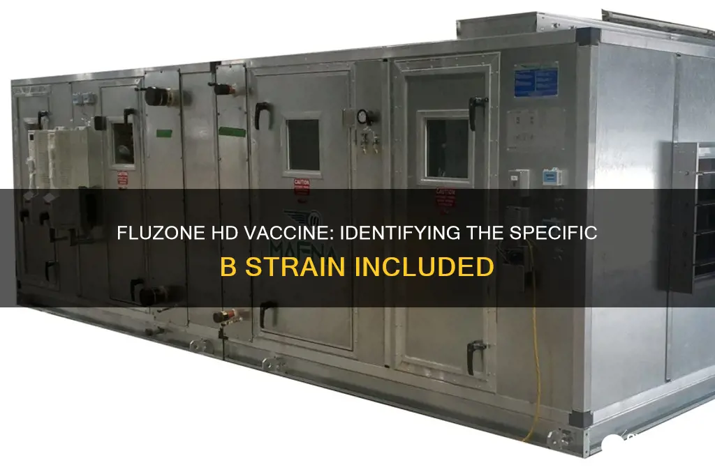 which b strain is included in the fluzone hd vaccine