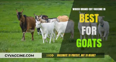 Top Goat CDT Vaccine Brands: A Comprehensive Comparison Guide