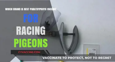 Top Paratyphoid Vaccine Brands for Racing Pigeons: Expert Recommendations