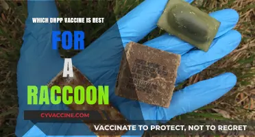 Choosing the Right DHPP Vaccine for Your Raccoon's Health