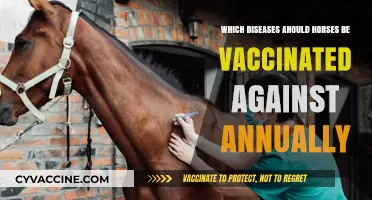 Essential Annual Vaccinations for Horses: Protecting Against Common Diseases