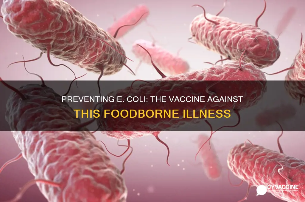 which foodborne illness has a preventative vaccine e coli