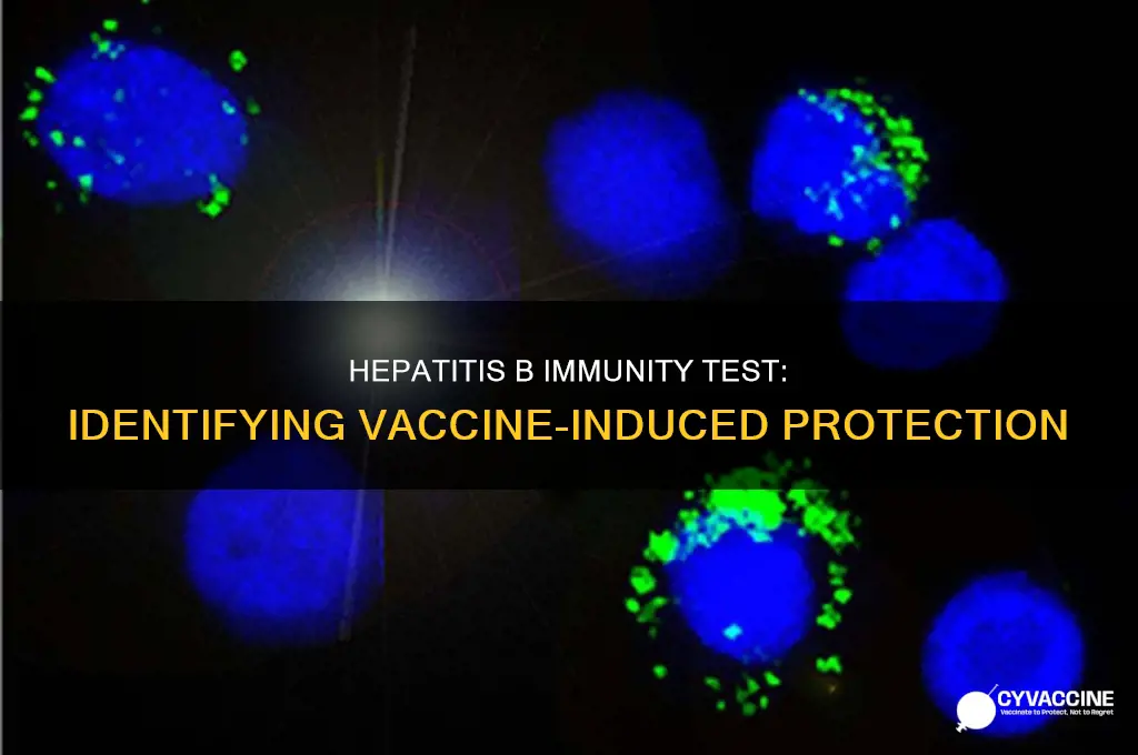 which hep b test shows immunity from vaccine