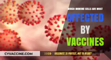 Vaccines' Impact: Key Immune Cells Transformed by Immunization