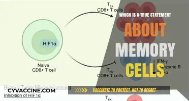 Memory Cells: Dynamic Storage, Ever-Changing