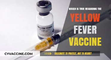 Yellow Fever Vaccine: Essential Facts, Efficacy, and Common Misconceptions
