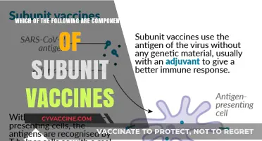 Key Components of Subunit Vaccines: Understanding Their Structure and Function