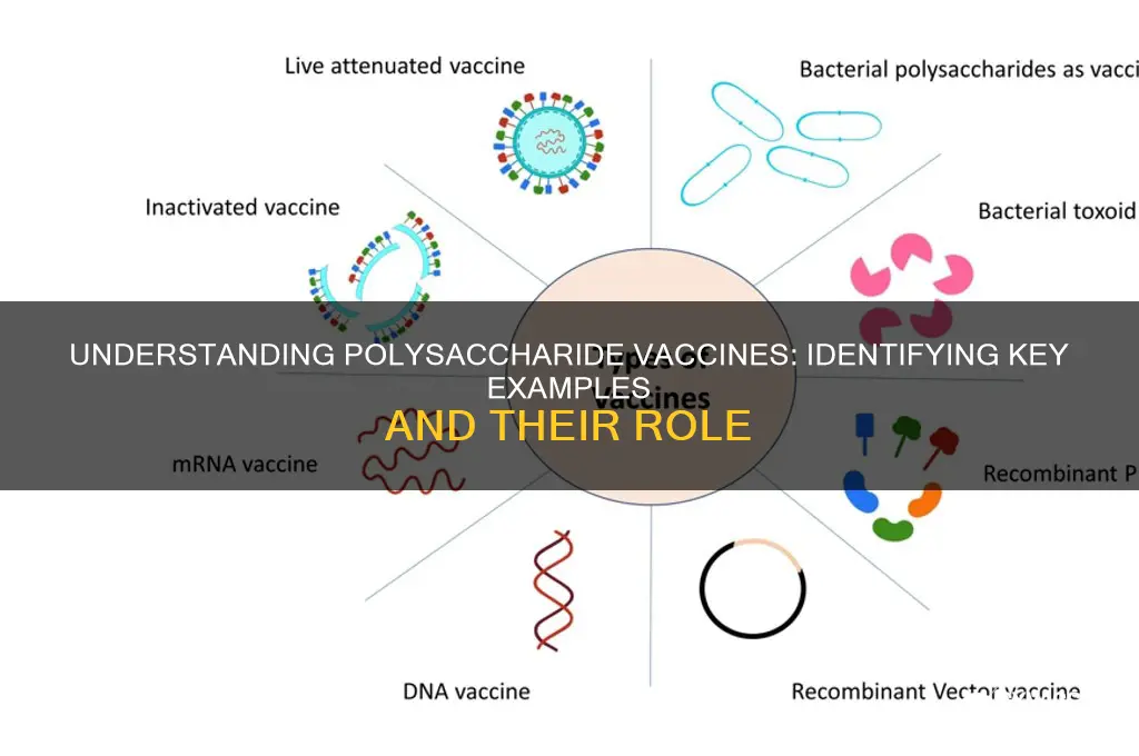 which of the following is a polysaccharide vaccine