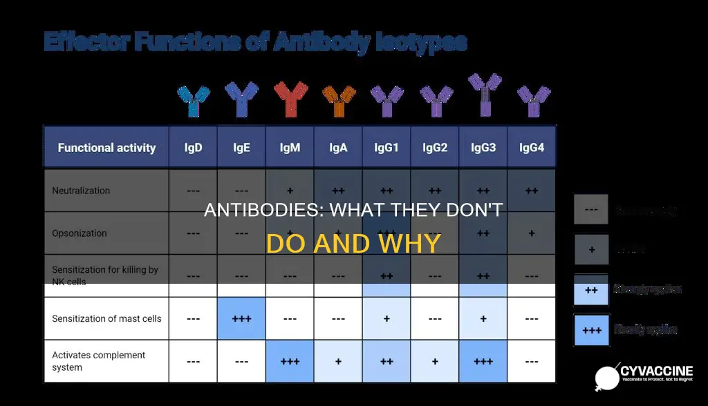 which of the following is something antibodies do not do