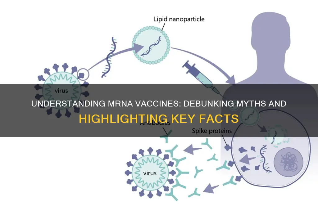 which of the following is true about mrna vaccines