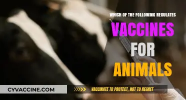Who Oversees Animal Vaccines? Understanding Regulatory Bodies and Their Role