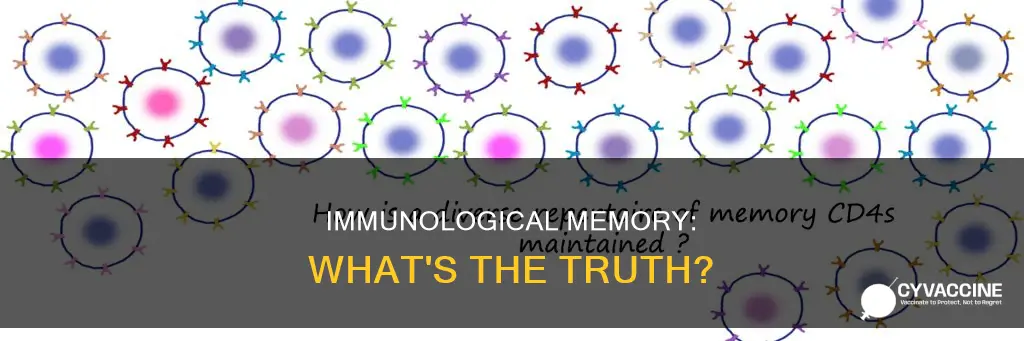 which of the following statements concerning immunological memory is true