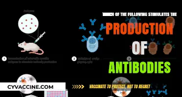 How Antibody Production Can Be Stimulated