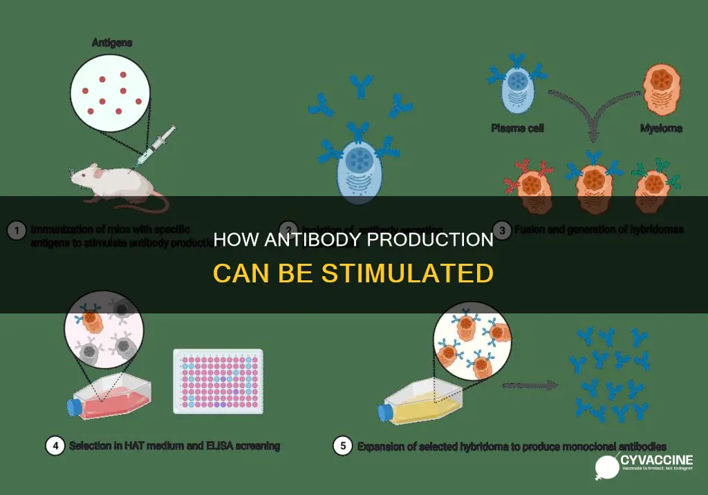 which of the following stimulates the production of antibodies