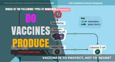 How Vaccines Boost Adaptive Immunity for Long-Term Protection