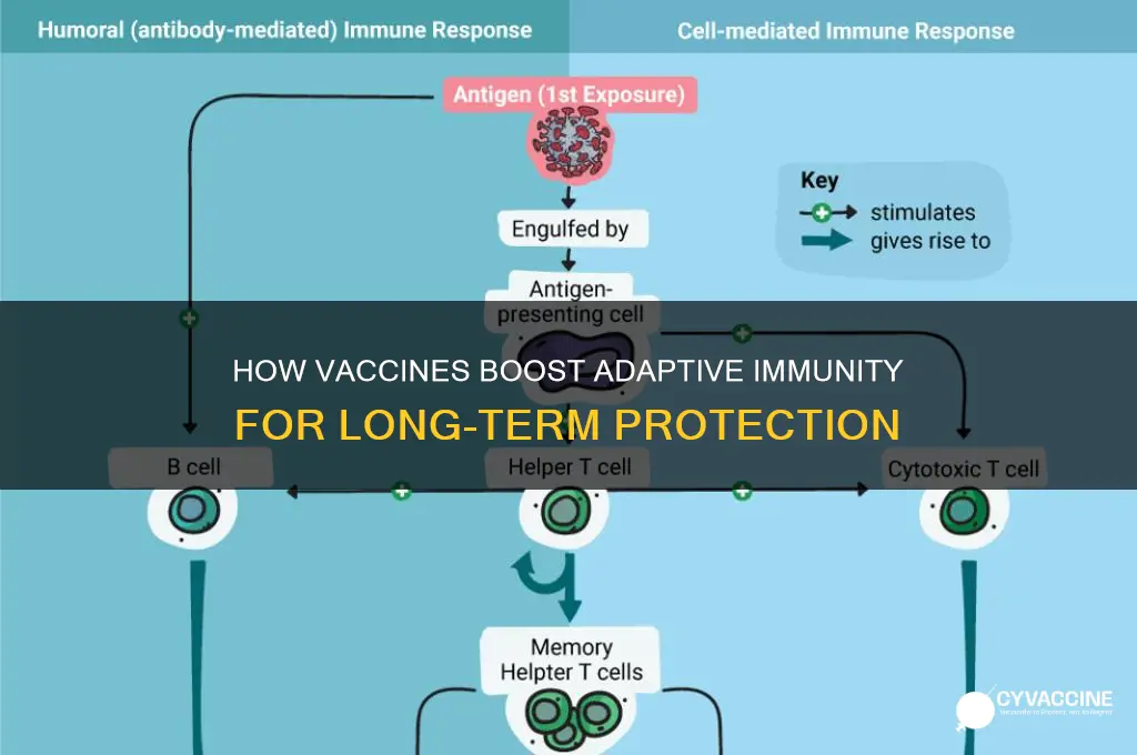 which of the following types of immunity do vaccines produce