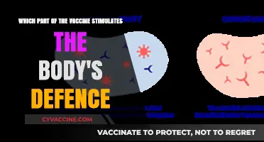 How Vaccine Components Activate the Body's Immune Defense System