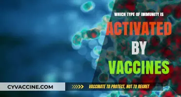 How Vaccines Activate Adaptive Immunity for Long-Term Protection