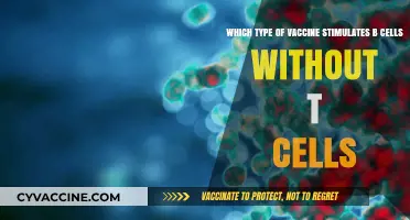B Cell-Only Vaccines: Unlocking Immunity Without T Cell Involvement