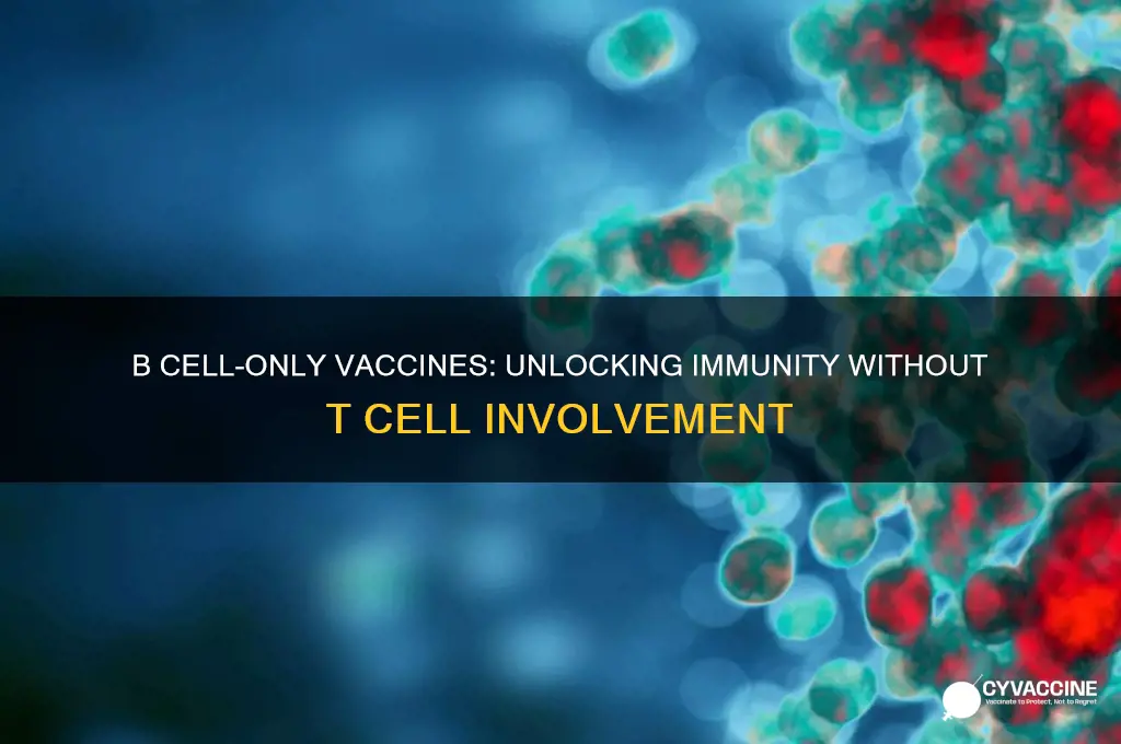which type of vaccine stimulates b cells without t cells