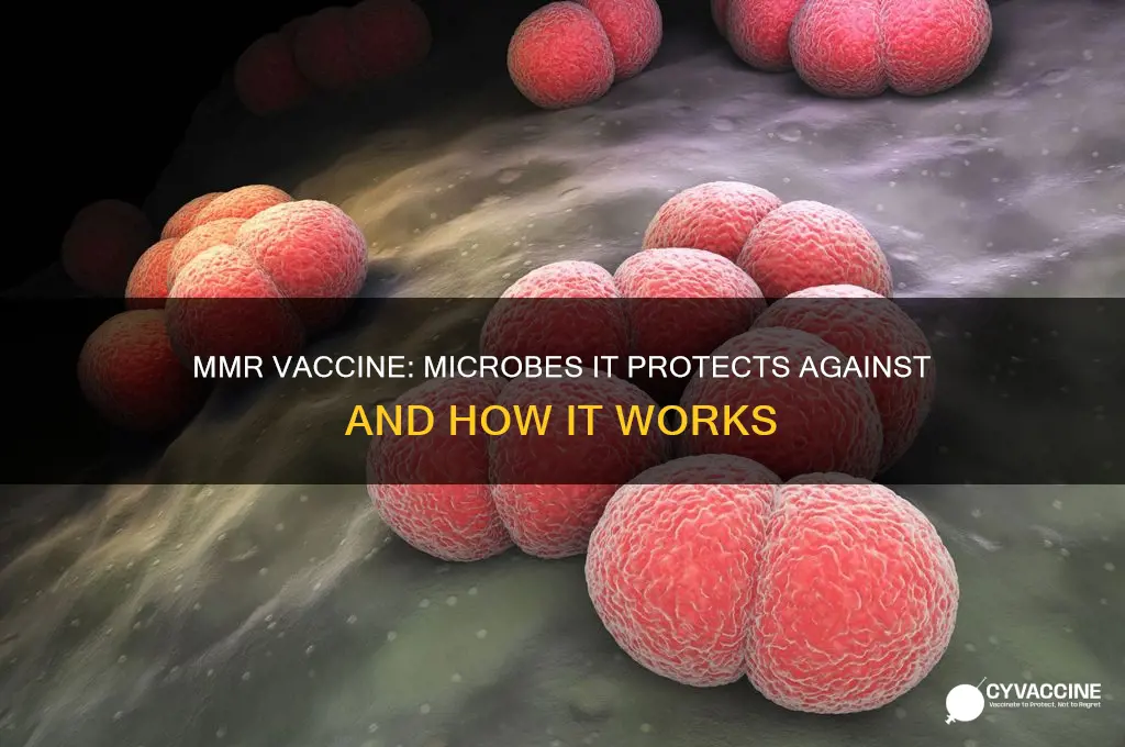 which types of microbe does this mmr vaccine protect agaisnt