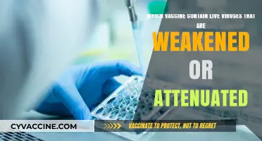 Live Attenuated Vaccines: Understanding Weakened Viruses in Immunization