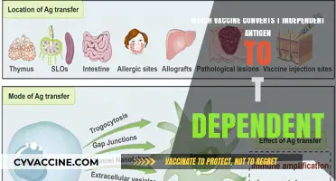 How Vaccines Transform T-Independent Antigens into T-Dependent Targets