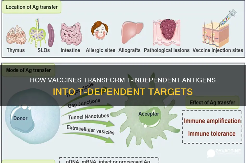 which vaccine converts t independent antigen to t dependent