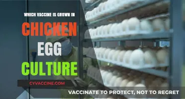 Chicken Egg Vaccines: How Do They Work?