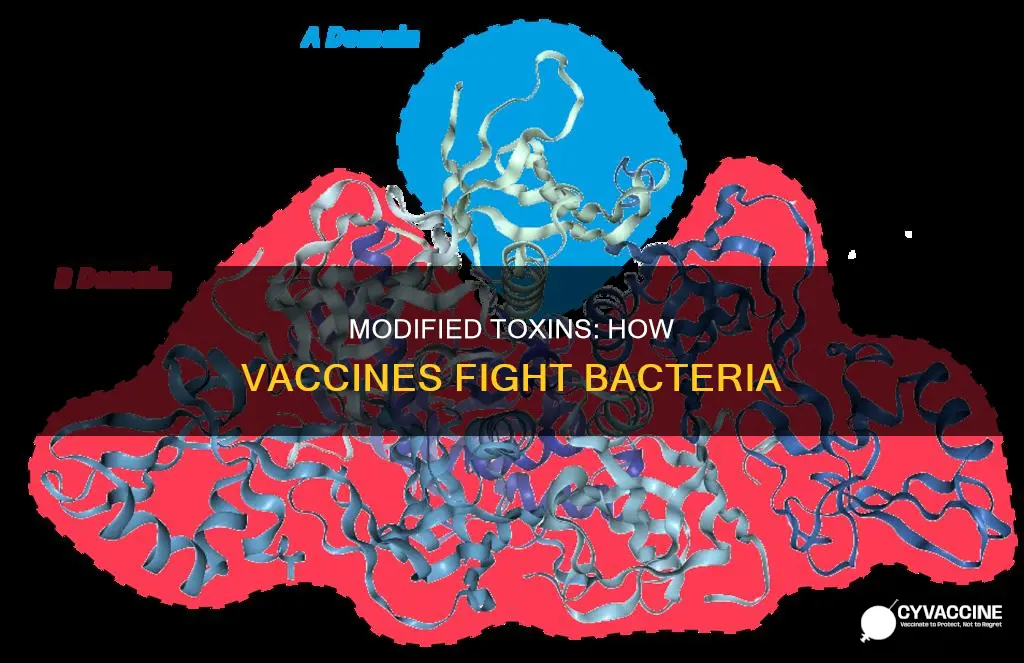 which vaccine is made from a modified bacterial toxin