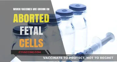 Vaccines and Fetal Cells: Unraveling the Ethical Origins Debate