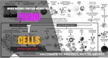 Vaccines That Work Independently: T-Cell-Free Immunization Explained