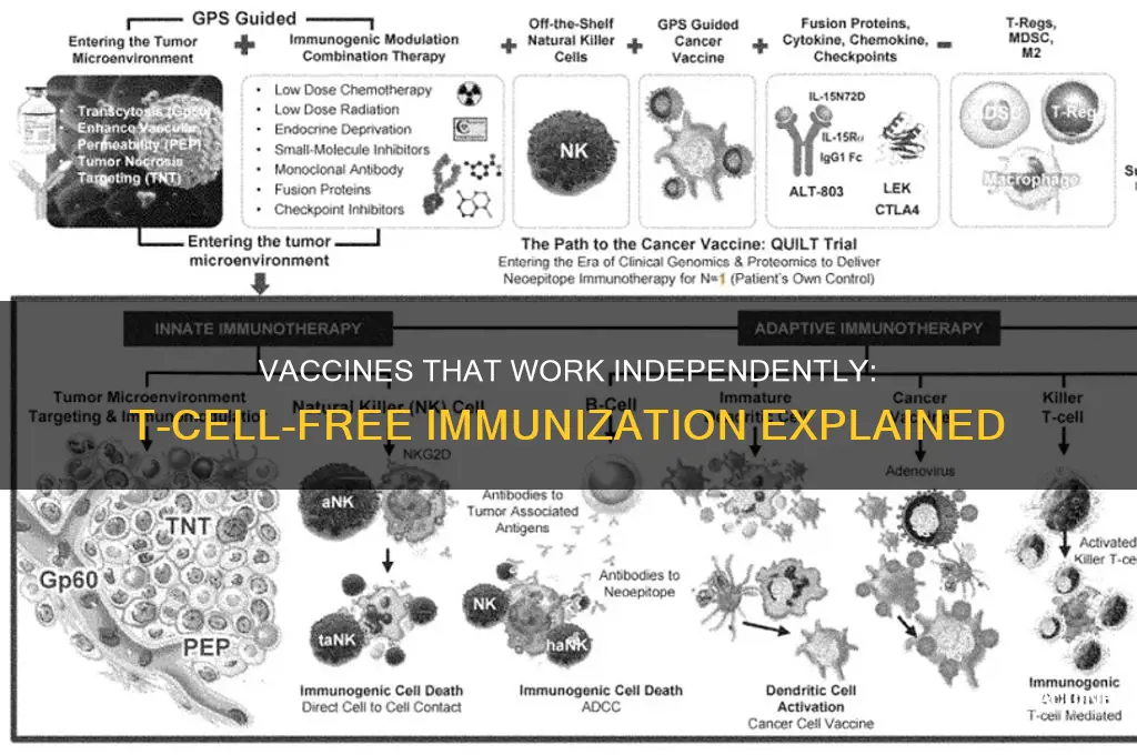 which vaccines function without help from t cells