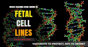 Vaccines and Fetal Cell Lines: Unveiling the Origins of Immunizations