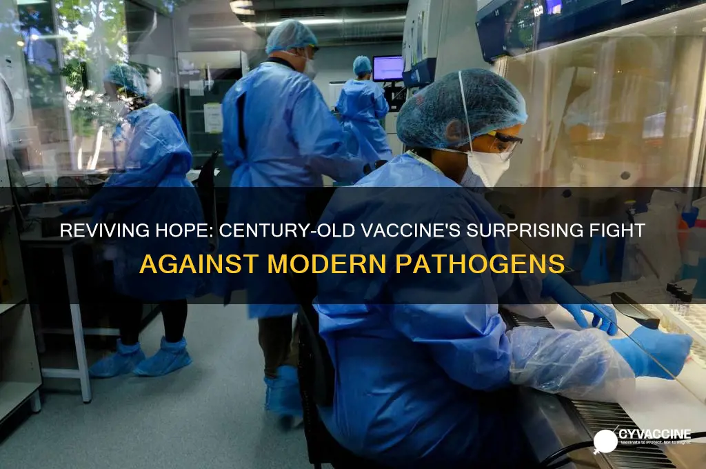 why a century-old vaccine offers new hope against pathogens