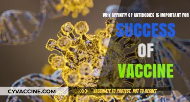 Antibody Affinity: The Key to Effective and Long-Lasting Vaccination Success