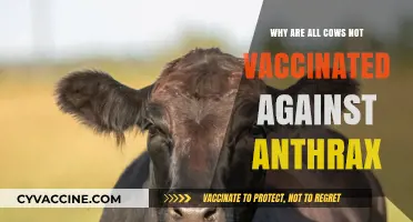 Unvaccinated Cows: Understanding Anthrax Risks and Prevention Strategies
