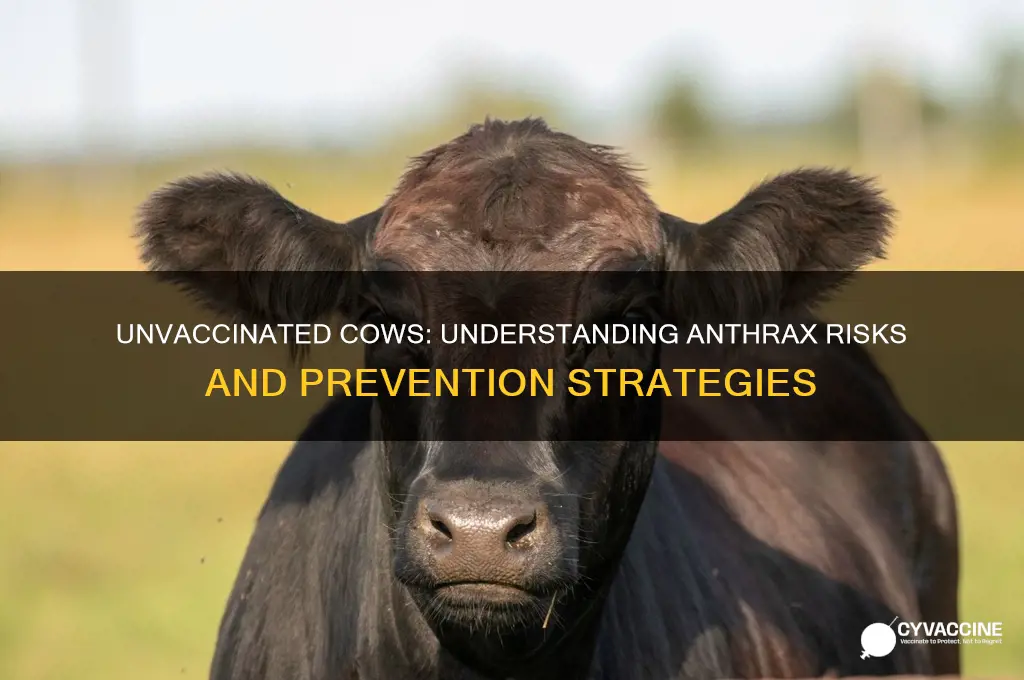 why are all cows not vaccinated against anthrax