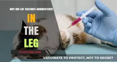 Why Cat Vaccines Are Administered in the Leg: Explained