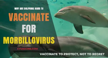 Challenges in Vaccinating Dolphins Against Morbillovirus: Unraveling the Complexities