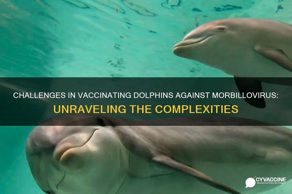 why are dolphins hard to vaccinate for morbillovirus