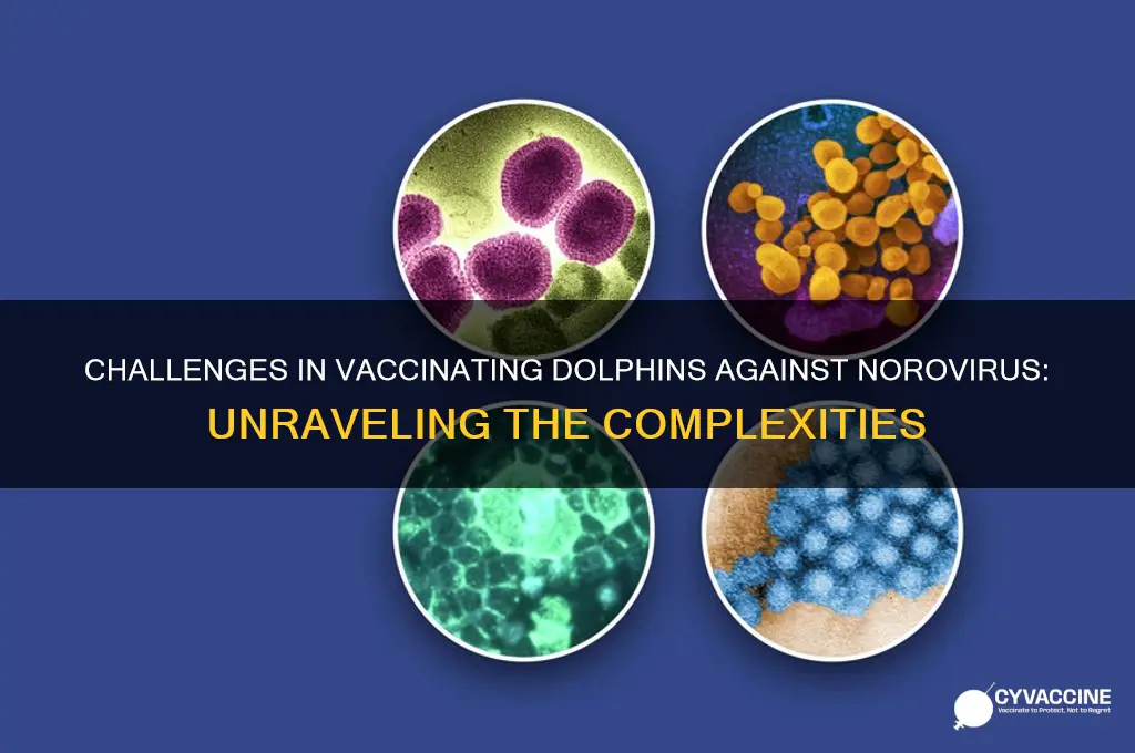 why are dolphins hard to vaccinate for norovirus