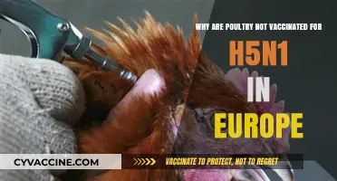 Europe's H5N1 Poultry Vaccination Gap: Reasons and Risks Explained