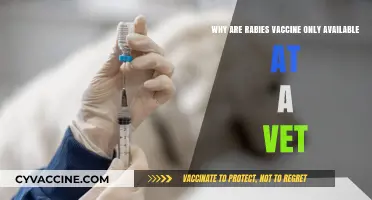 Why Rabies Vaccines Are Exclusively Administered by Veterinarians