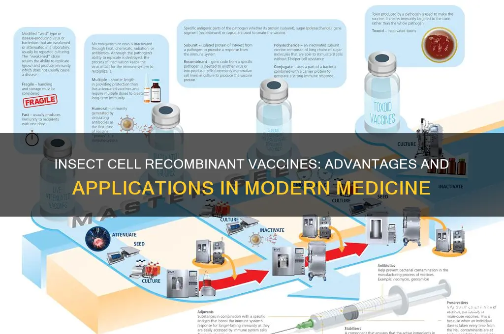 why are recombinant vaccines grown in insect cells