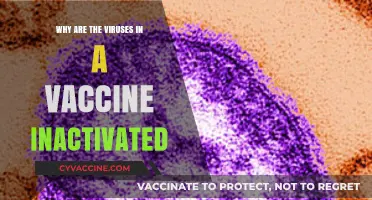 Understanding Inactivated Viruses: How Vaccines Safely Build Immunity