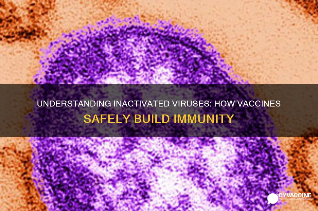 why are the viruses in a vaccine inactivated