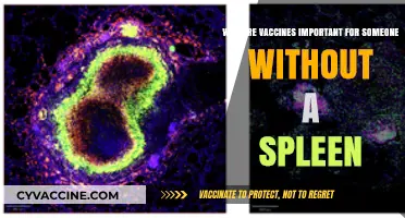 Vaccines Save Lives: Essential Protection for Those Without a Spleen