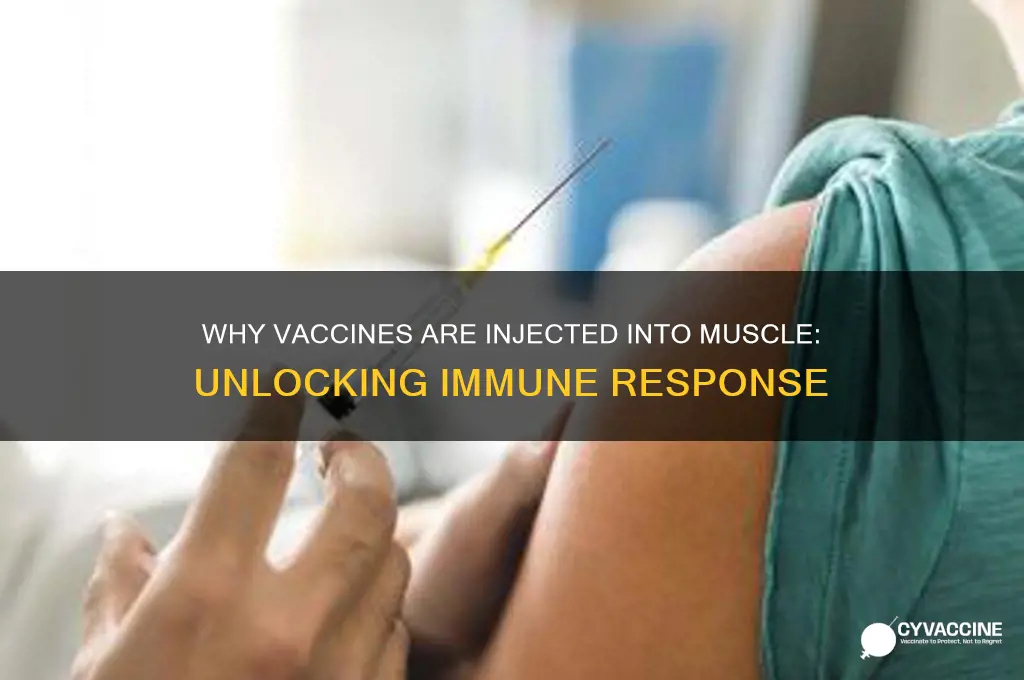 why are vaccines injected into muscle